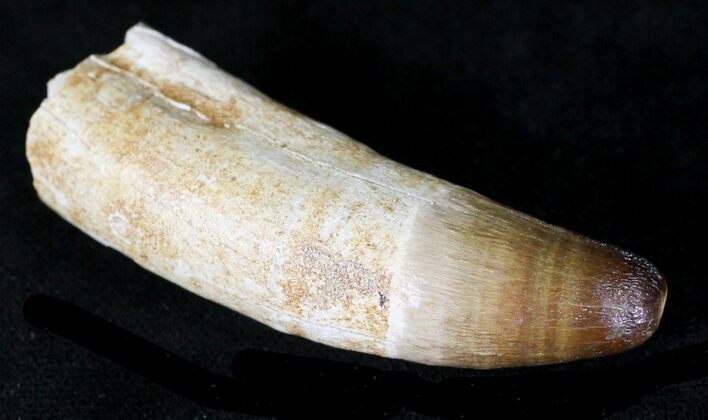 Rooted Dyrosaurus Tooth - Morocco #21602
